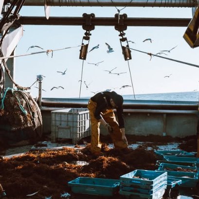 Un pescador trabaja en la cubierta, entre cajas de pescado, rodeado de gaviotas.