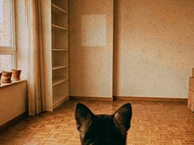 Un perro joven, de espaldas, mira un salón vacío recién estrenado.