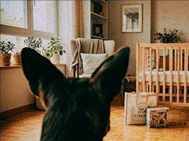 El mismo perro, ya adulto, mira el salón con una cuna a medio montar.