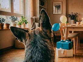 El perro, ya canoso, mira el salón con globos y regalos de cumpleaños.