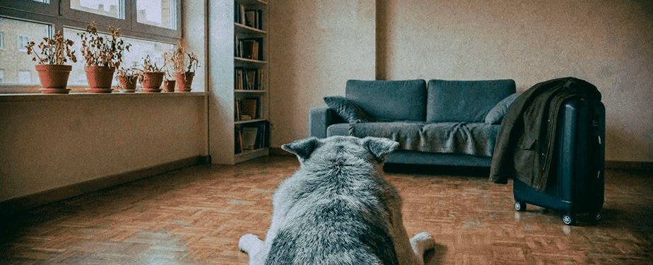 El perro, viejo, tumbado frente a un sofá junto a una maleta y un abrigo.